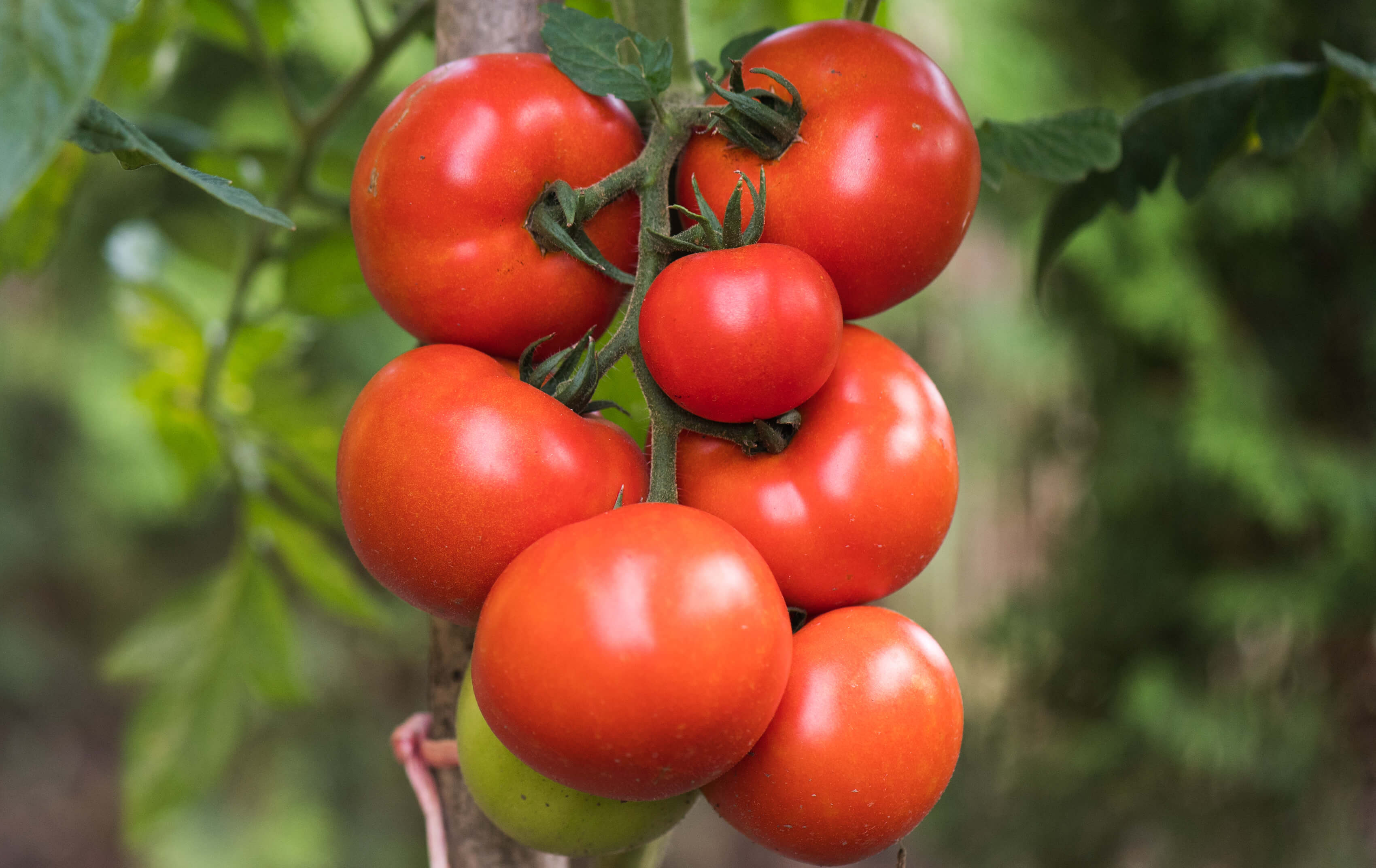 Tomatengewächshaus Reife rote Tomate im Gewaechshaus Reife rote Tomate im Gewaechshaus
